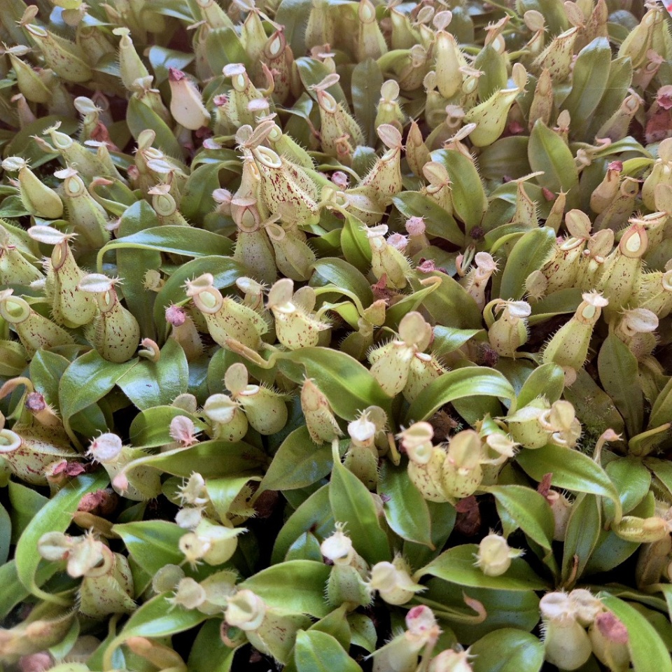 Nepenthes Hookeriana - przykładowe sztuki rozmiar M