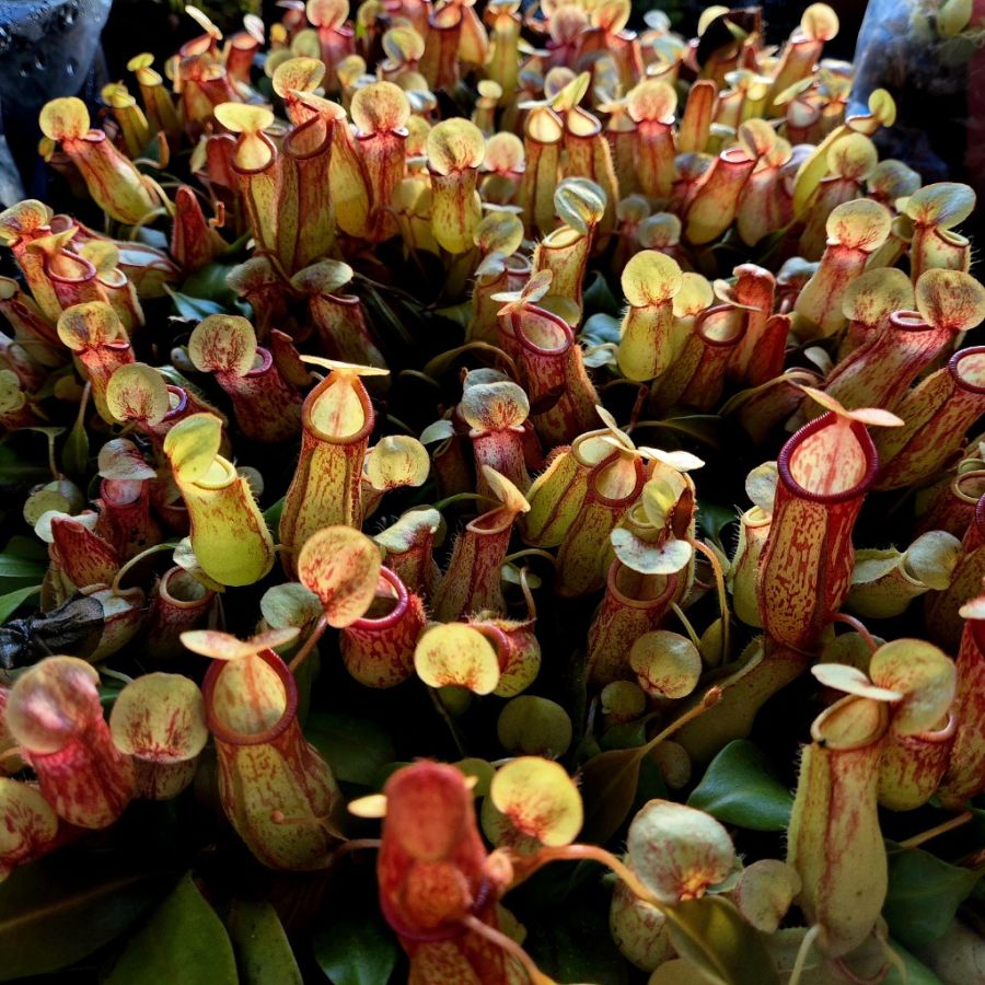 Nepenthes 'St Gaya' - obrazek 6