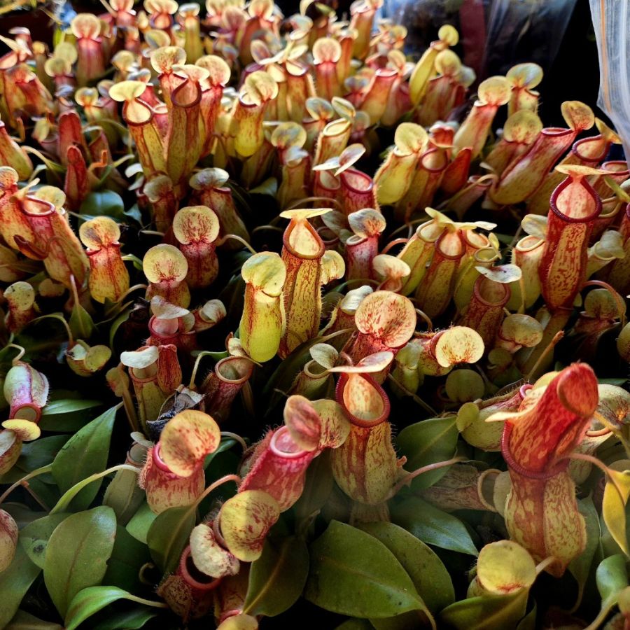 Nepenthes 'St Gaya' - obrazek 5