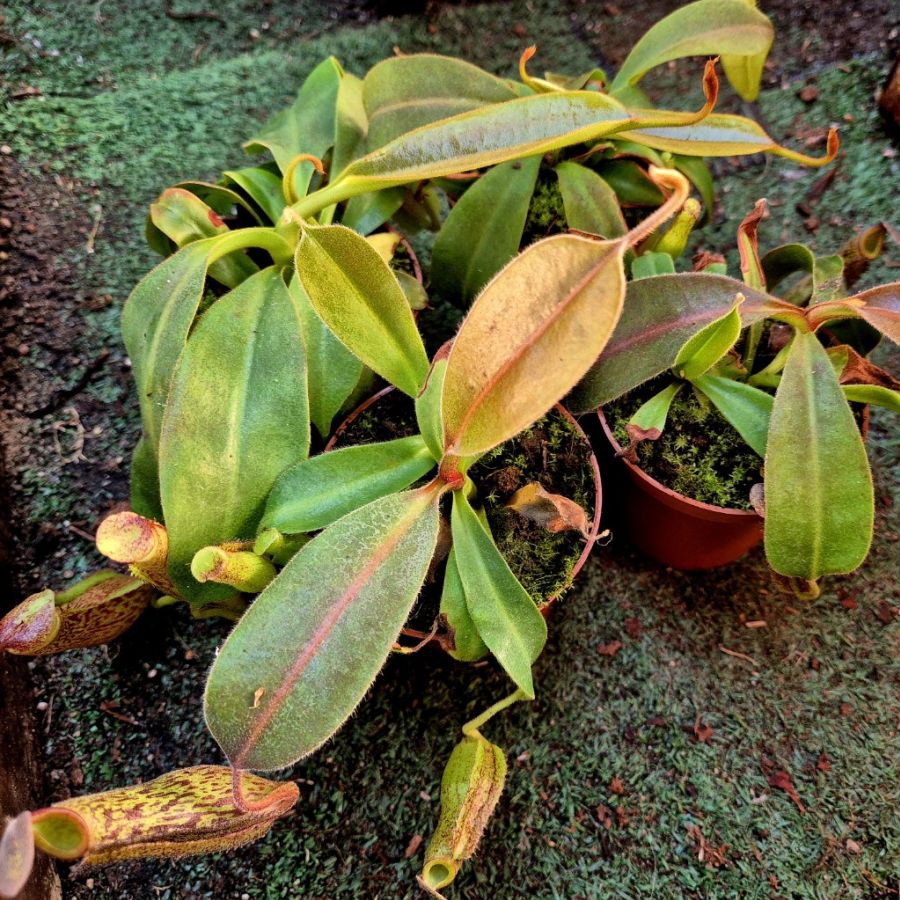 Nepenthes 'Gentle' - obrazek 2