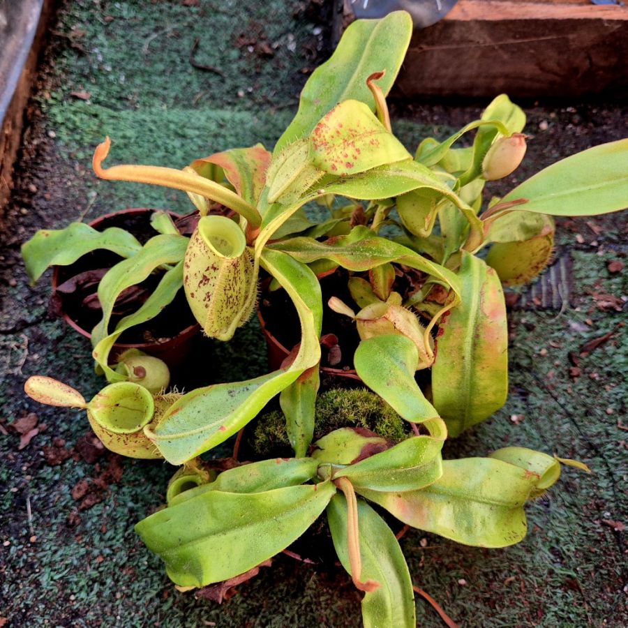 Nepenthes ampullaria ` Light Speckled` - obrazek 3