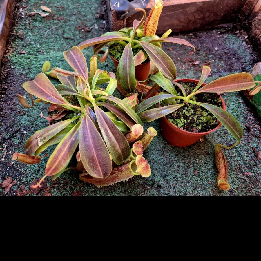 Nepenthes maxima - obrazek 4
