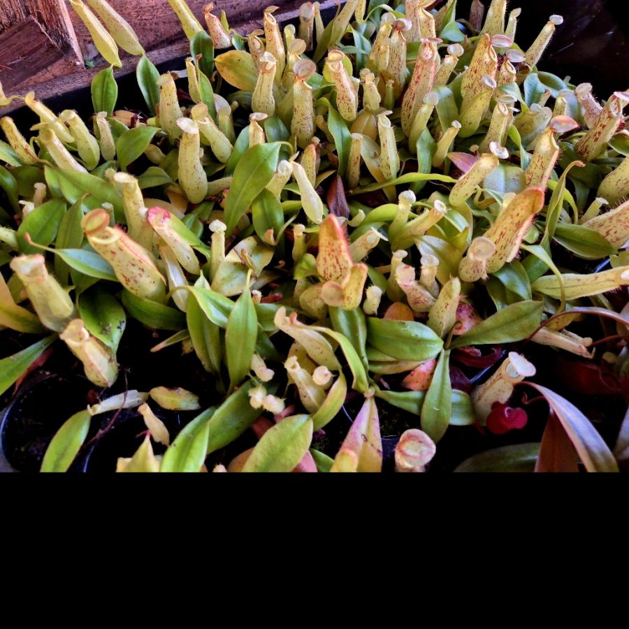 Nepenthes 'Mojito' M - obrazek 3