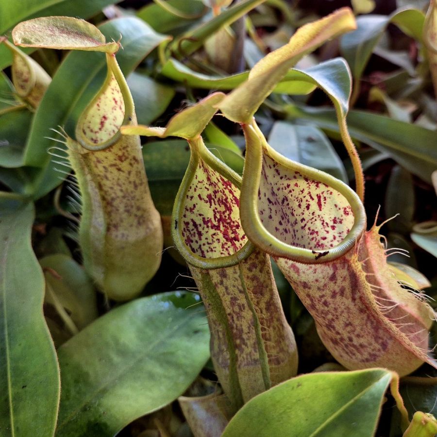 Nepenthes 'Hispida Beck' - obrazek 4