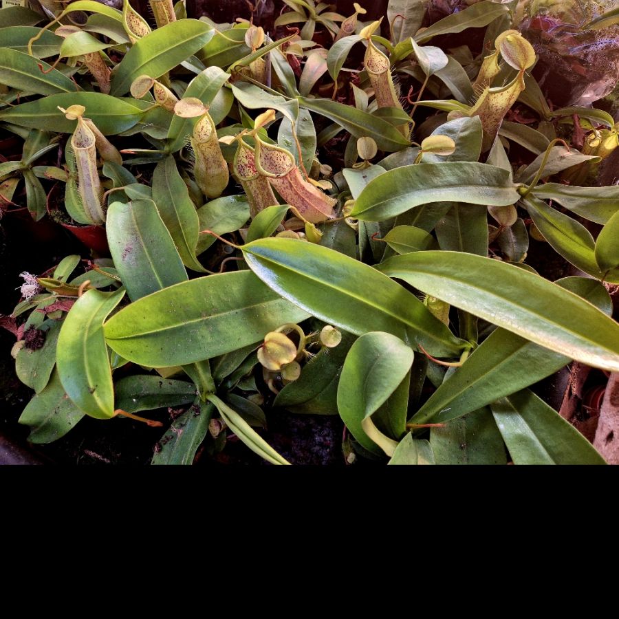Nepenthes 'Hispida Beck' - obrazek 5