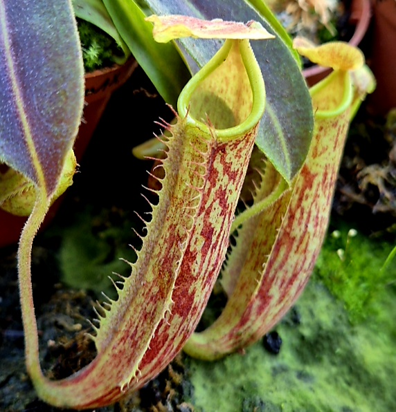 Nepenthes maxima