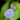 Utricularia blanchetti – kwiat