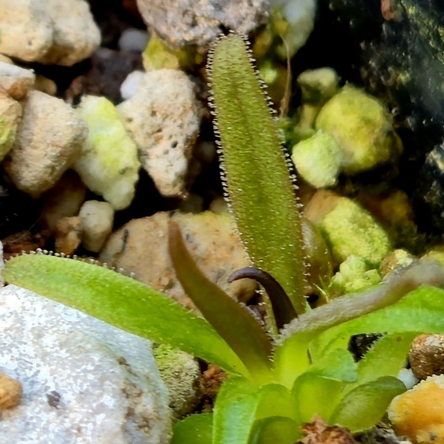 Pinguicula calderoniae 'Llano Del Conejo'