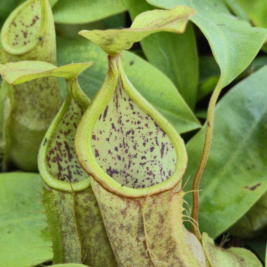 Nepenthes 'Hispida Beck'