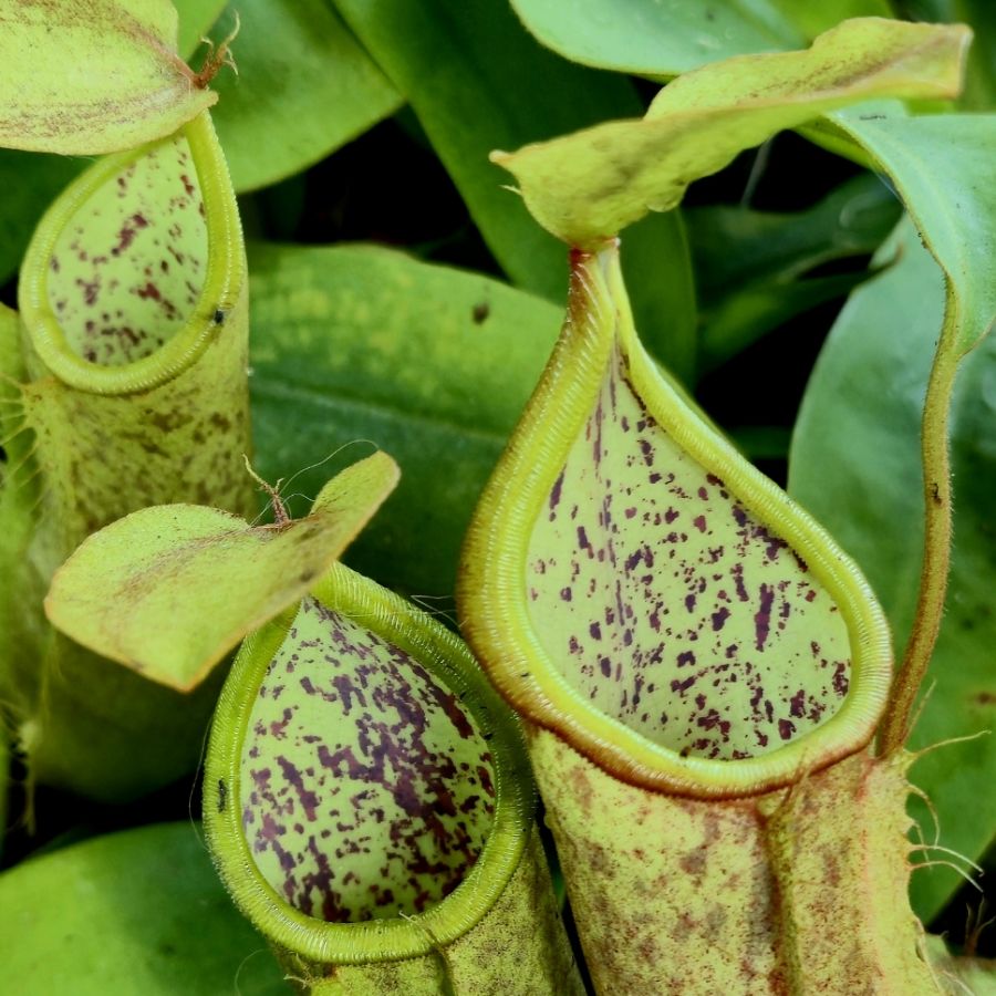 Nepenthes 'Hispida Beck' - obrazek 7