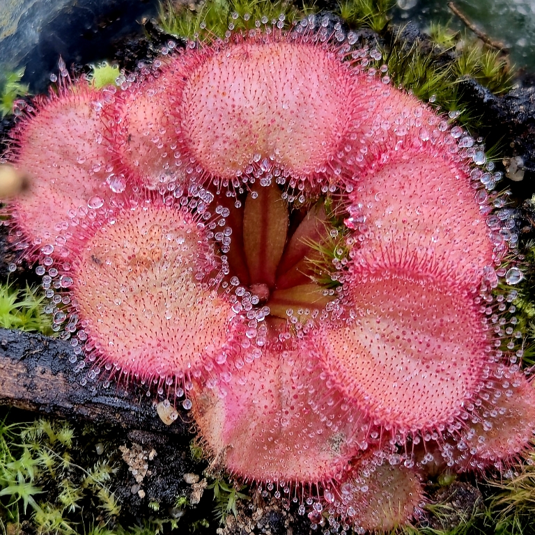 Drosera falconeri