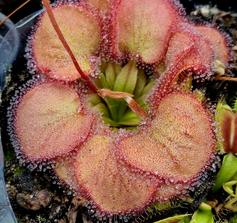 Drosera falconeri - obrazek 8