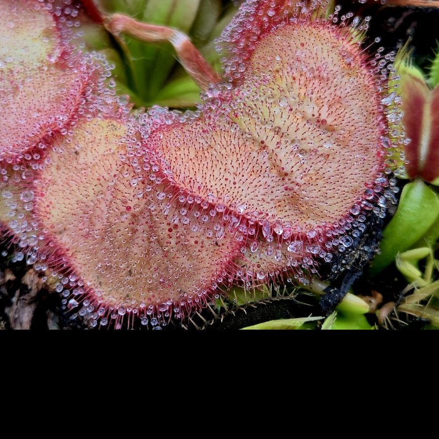 Drosera falconeri - obrazek 7