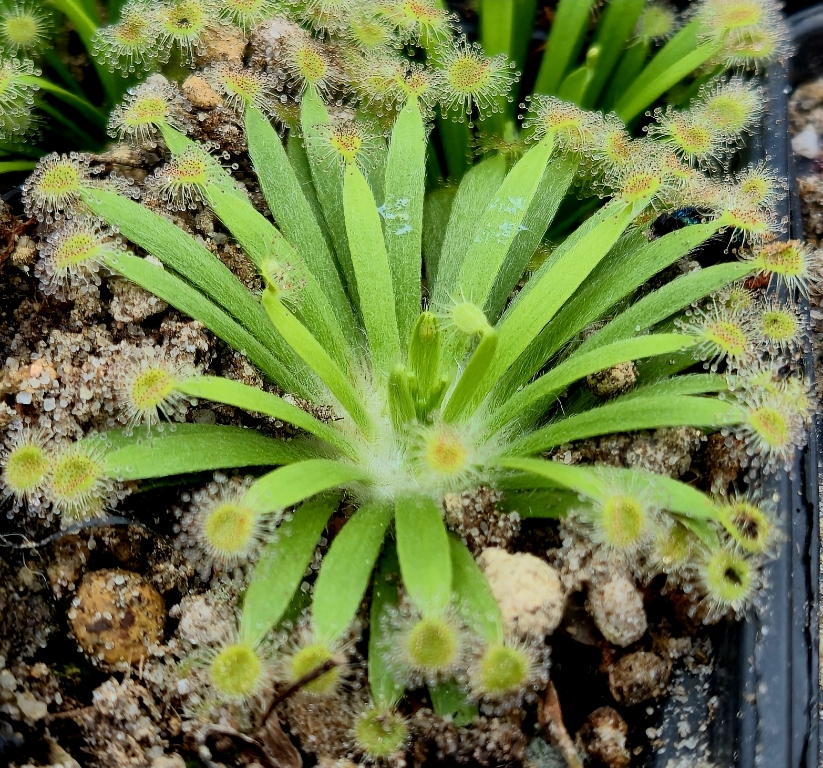Drosera fulva - exemplary plant for sale