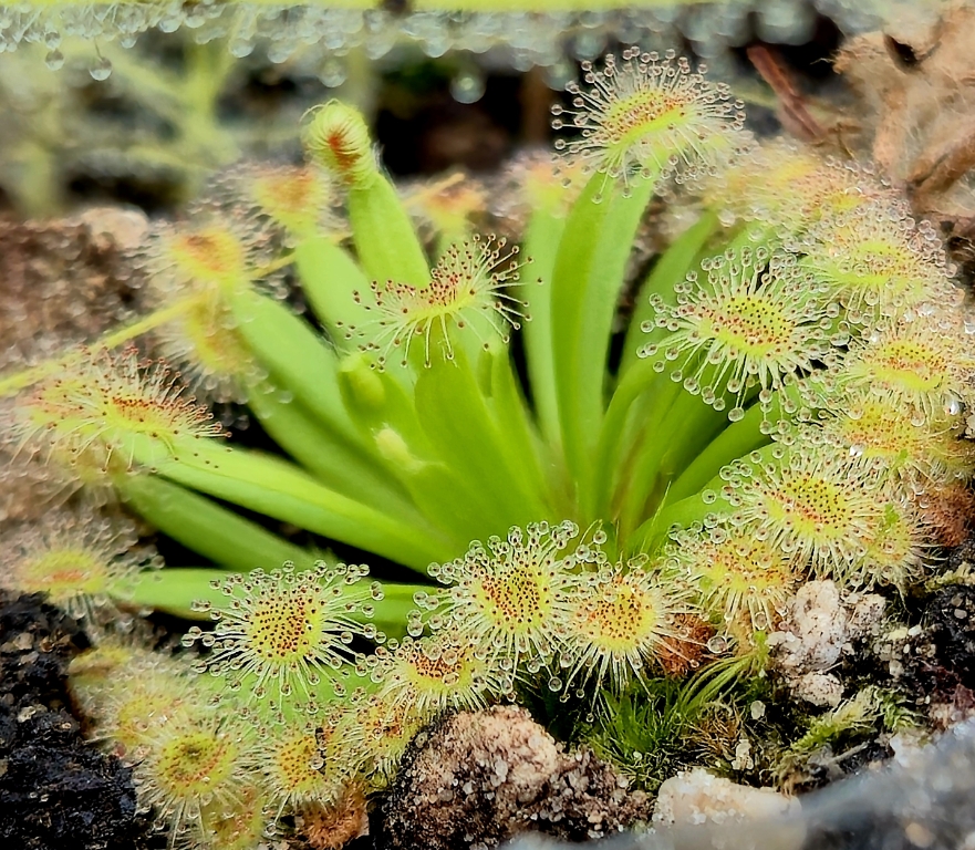 Drosera fulva - exemplary plant for sale