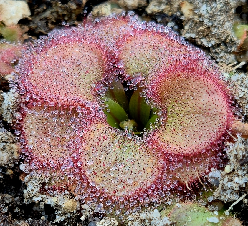 Drosera falconeri - obrazek 2