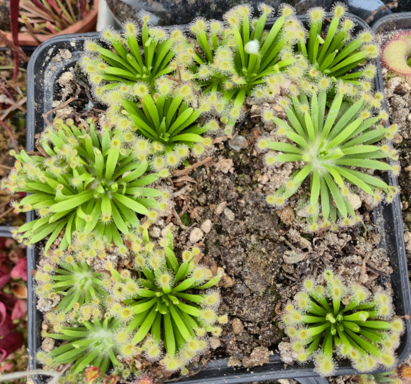 Drosera fulva - exemplary plant for sale