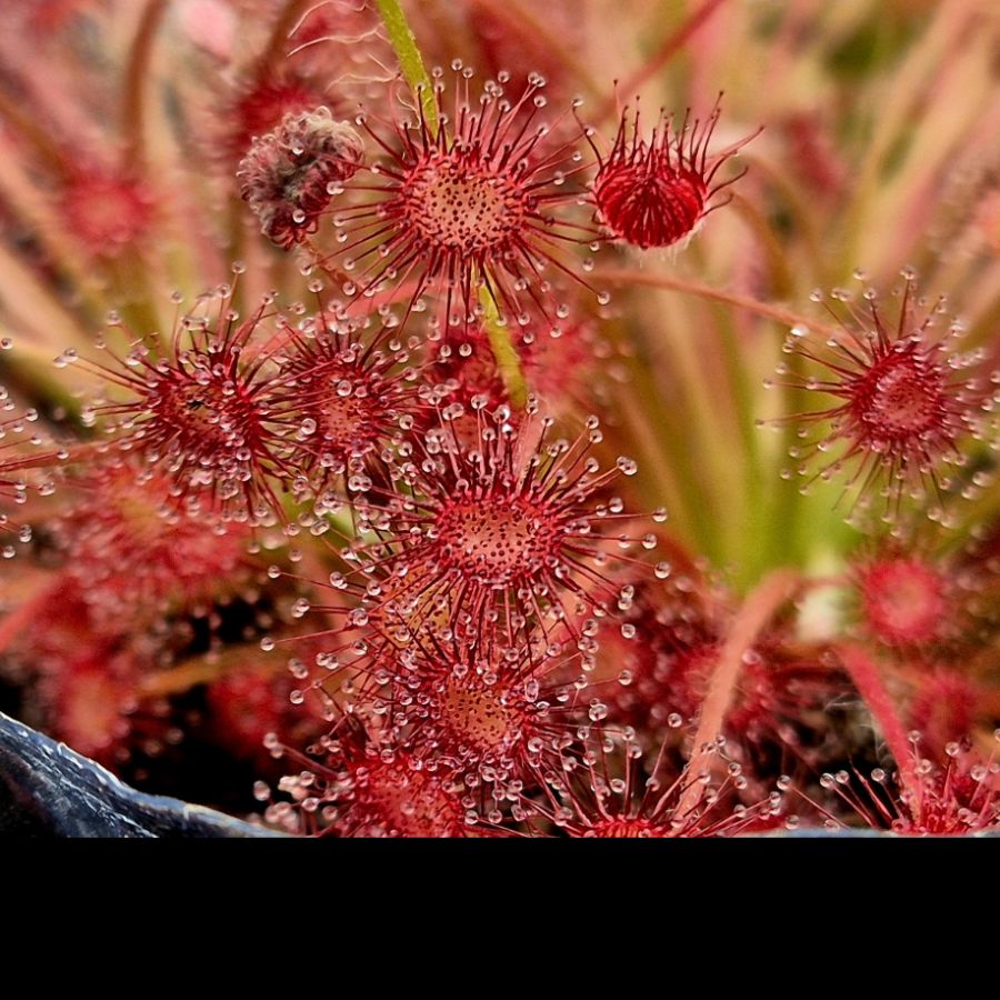 Drosera paradoxa - pułapki