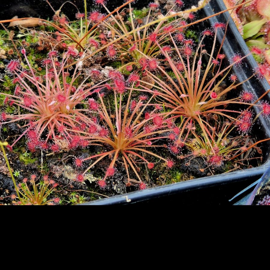 Drosera paradoxa - przykładowe oferowane sztuki
