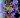 Byblis rorida – flowers