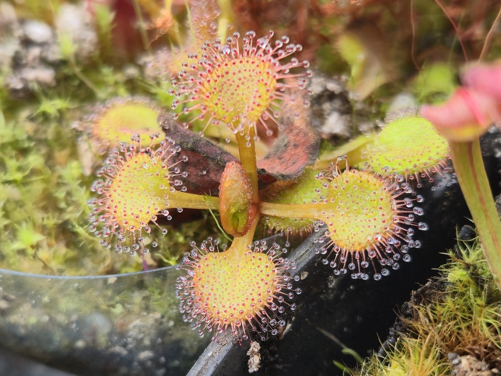 Drosera stolonifera rupicola - przykładowa sprzedawana sztuka
