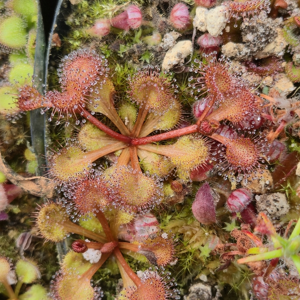 Drosera stolonifera subsp rupicola - wygląd przykładowych roślin