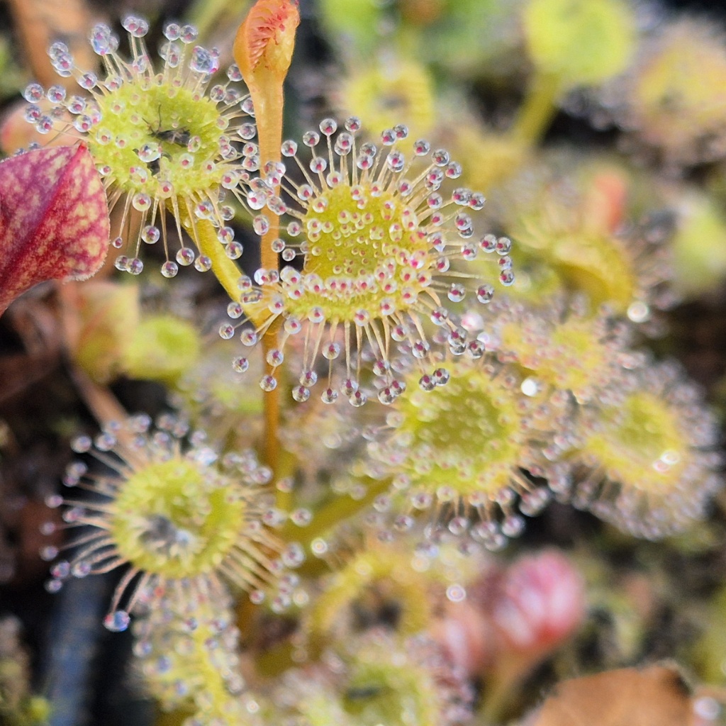 Drosera stolonifera subsp rupicola - wygląd liści