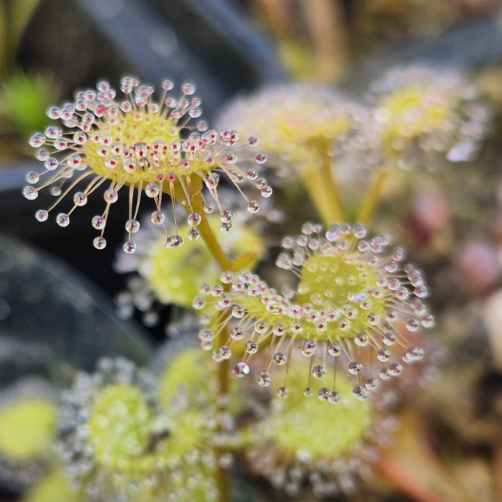 Drosera stolonifera subsp rupicola - wygląd liści