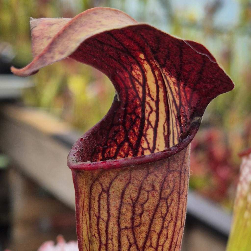 Sarracenia alata var. rubrioperculata - obrazek 2