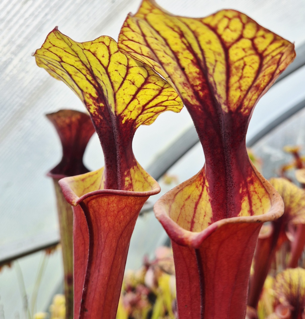 Sarracenia flava var. rubricorpora Giant Red Tube Apalachicola NF FL Rugelli style