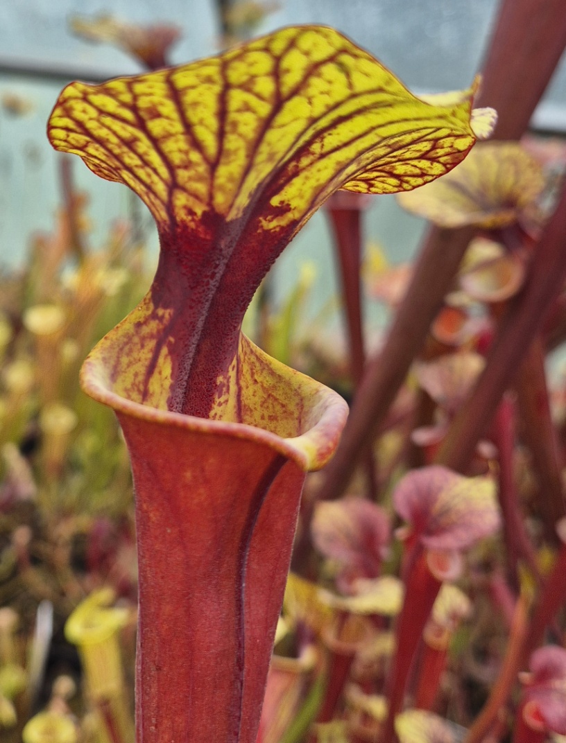 Sarracenia flava var. rubricorpora Giant Red Tube Apalachicola NF FL Rugelli style - Image 4