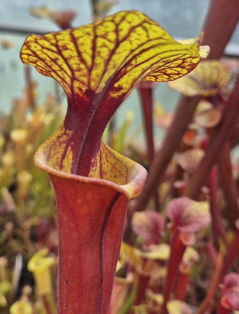 Sarracenia flava var. rubricorpora Giant Red Tube Apalachicola NF FL Rugelli style - Image 7