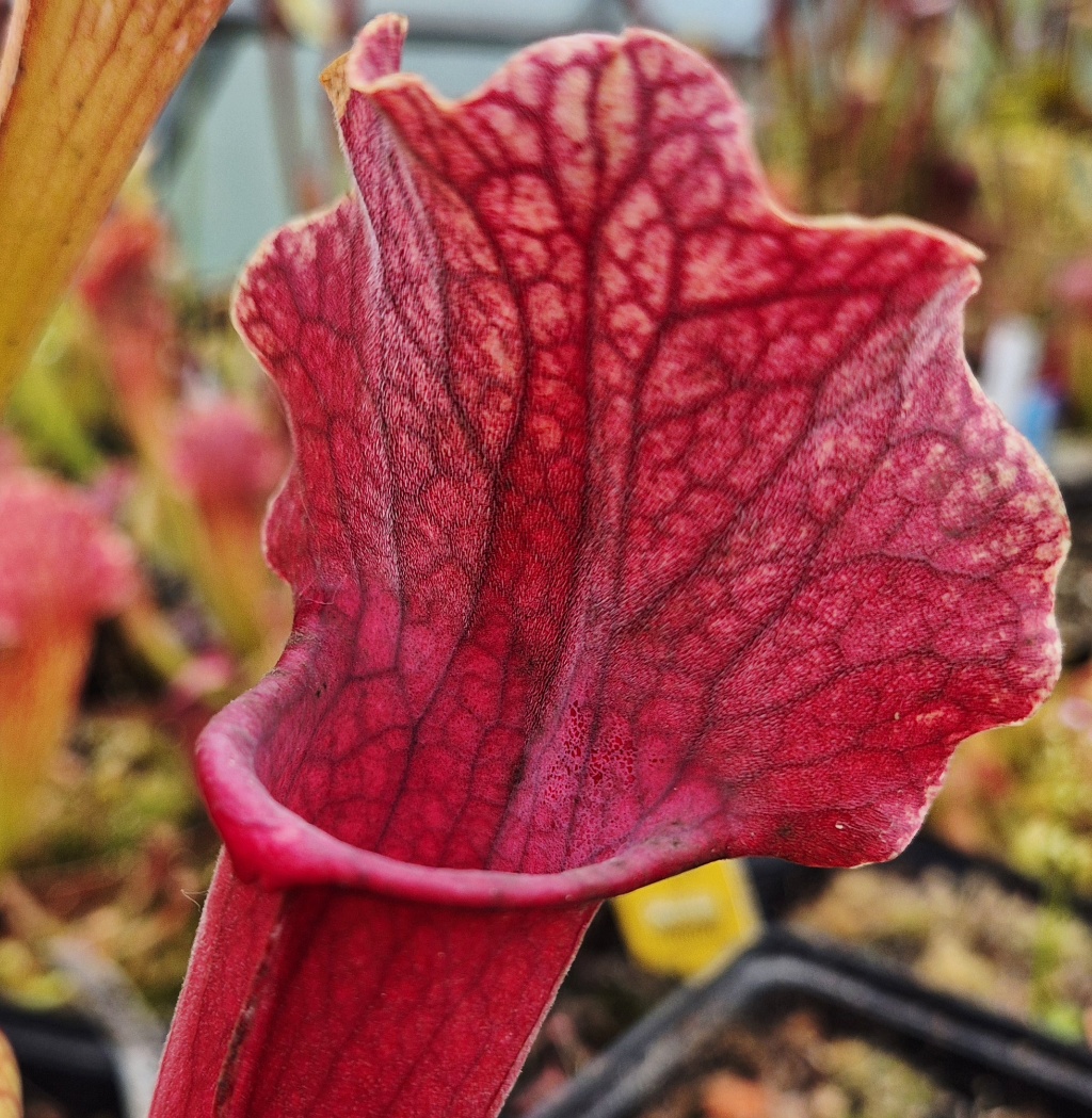 Sarracenia 'Smoorie' - Image 5