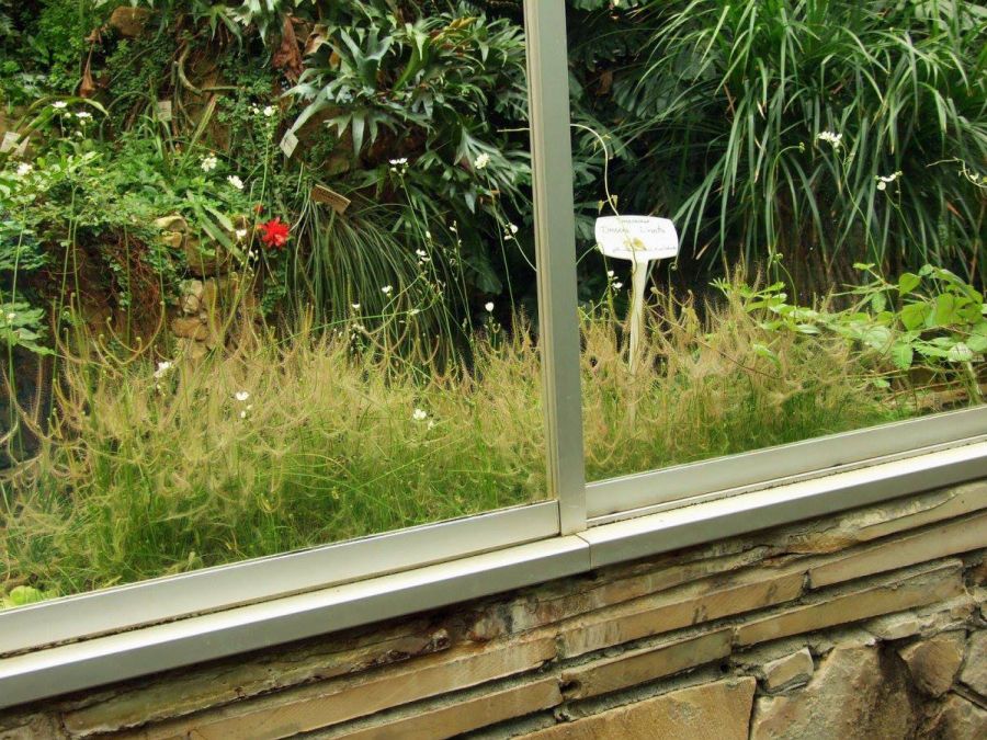 Drosera binata L - obrazek 2