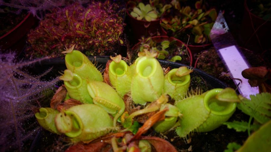 Nepenthes ampullaria 'Green' - obrazek 3