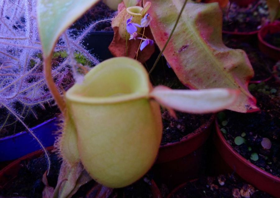 Nepenthes ampullaria 'Green'