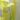 Sarracenia flava x oreophila – kielich