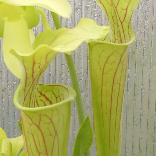 Sarracenia flava x oreophila - kielich
