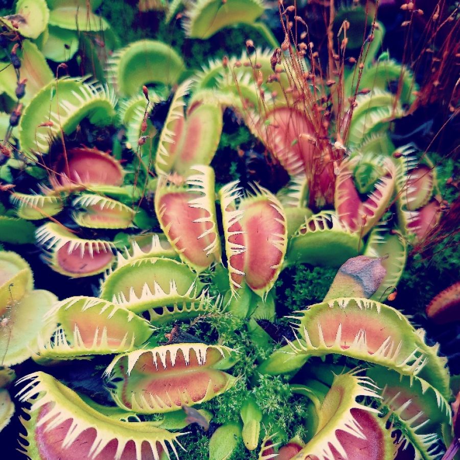 Dionaea muscipula 'Louchapates' - obrazek 3