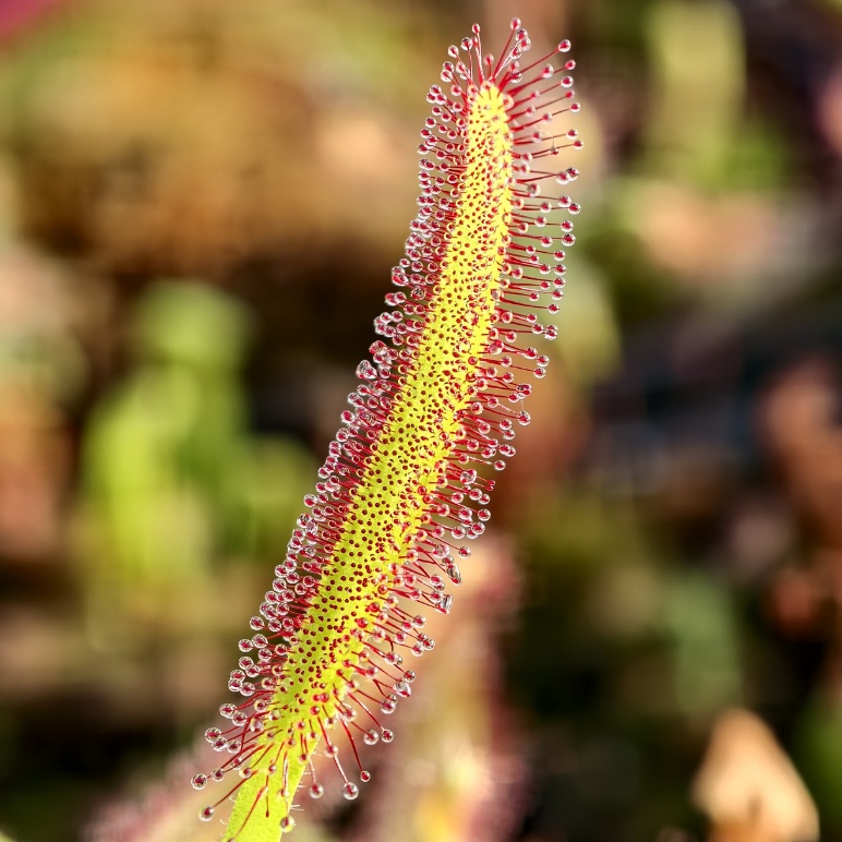 Drosera capensis - liść
