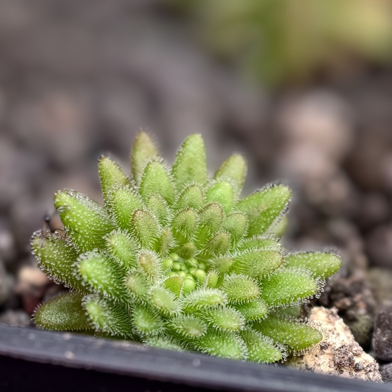 Pinguicula gypsicola - rozeta zimowa