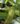 Nepenthes Hispida Beck – dzbanek