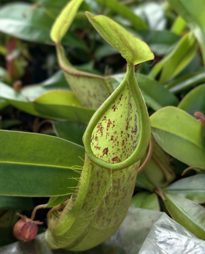 Nepenthes Hispida Beck - dzbanek