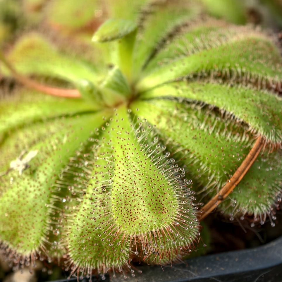 Drosera aliciae - wygląd rozety