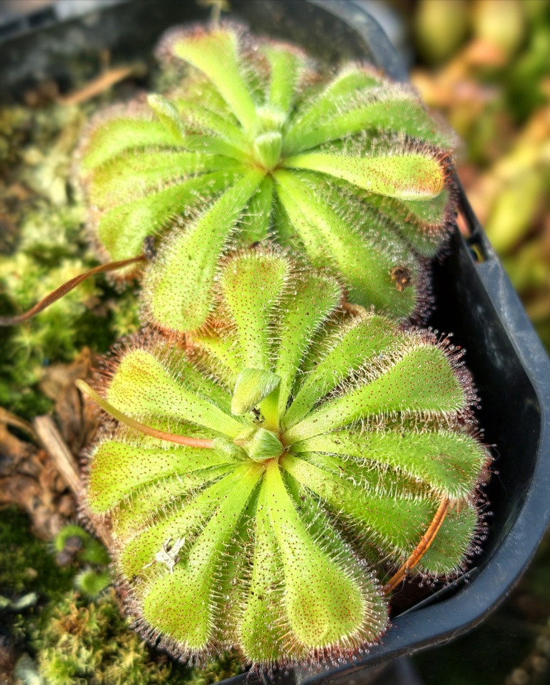 Drosera aliciae - wygląd dorosłych roślin