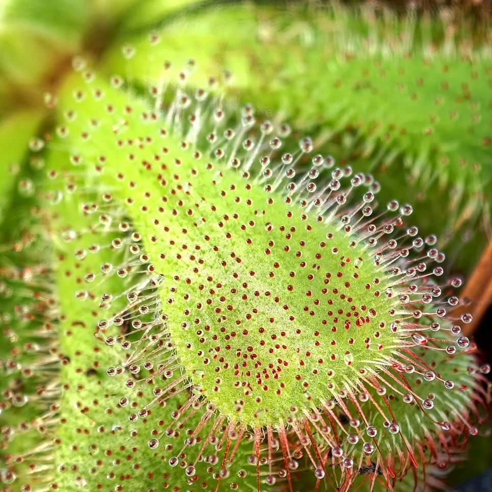 Drosera aliciae - wygląd liścia