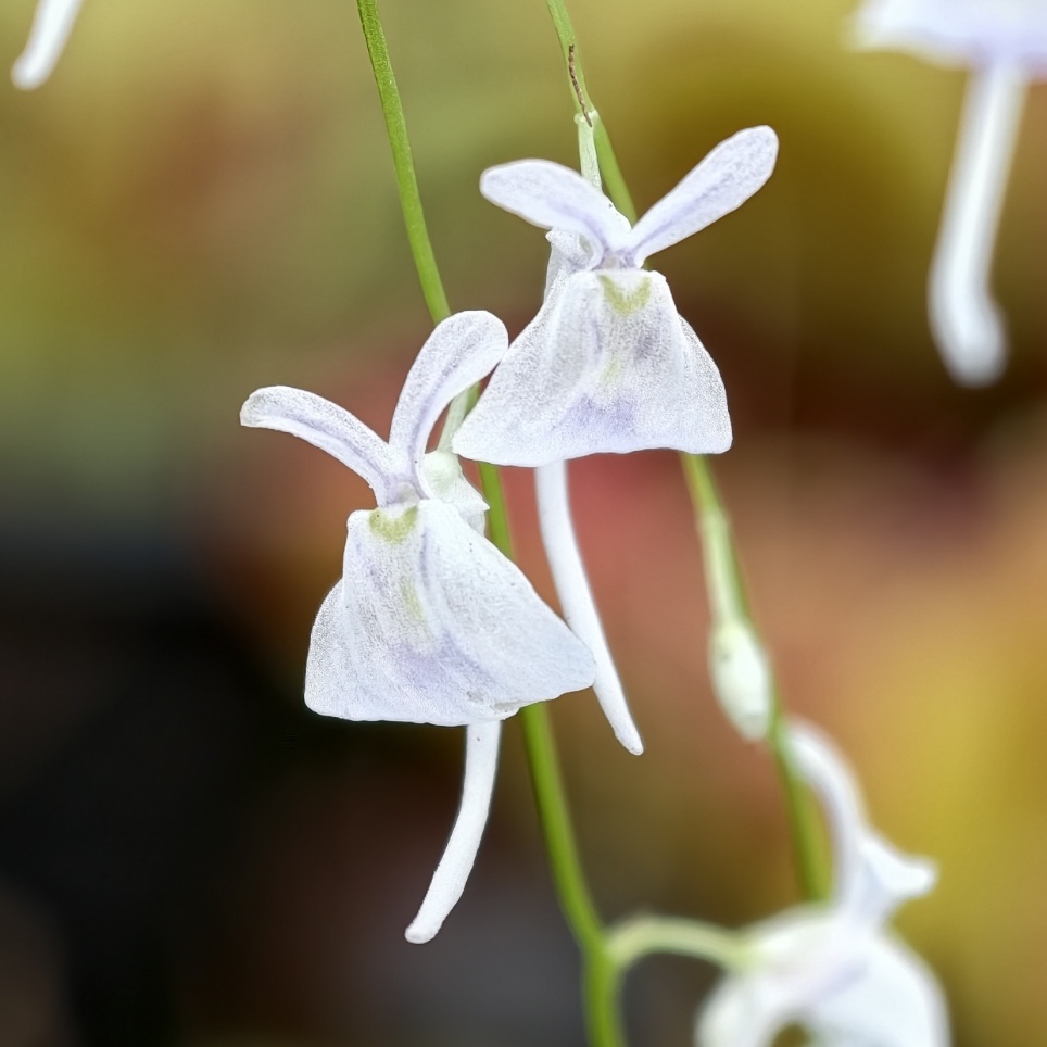 Utricularia sandersonii - kwiaty