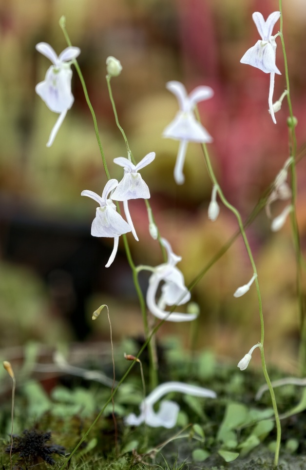 Utricularia sandersonii - przykładowa sprzedawana kępka