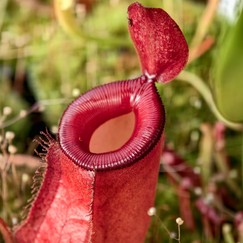 Nepenthes 'Bloody Mary'