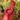 Nepenthes Bloody Mary – dzbanek